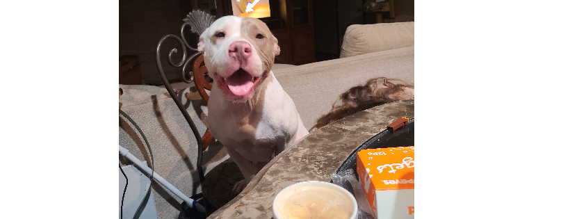 Pitbullslivesmatter