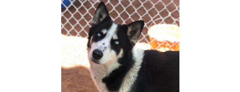 Barb's Dog Rescue