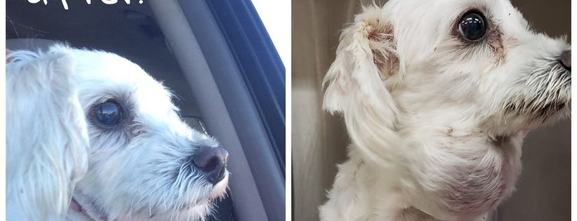 Arizona Small Dog Rescue