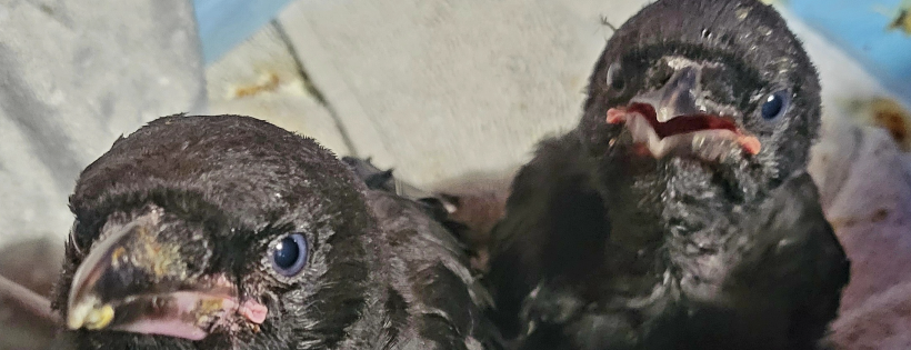 Good Caws Crow Rescue Society