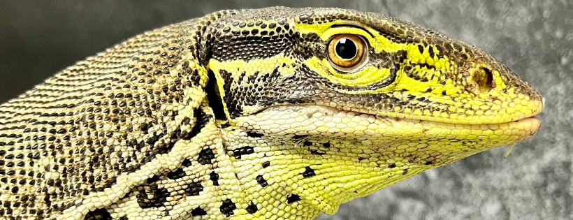 National Centre for Reptile Welfare