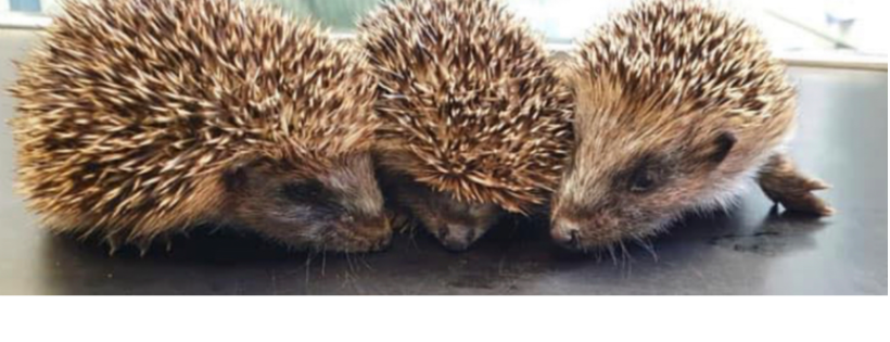 Samantha’s Little Prickles Hedgehog Rescue