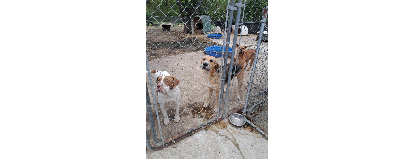 Easy's Dog Shelter