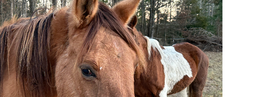 4M Ranch & Rescue