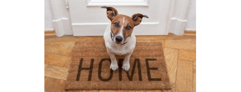 Lucky Dog Rescue, Pleasanton, CA