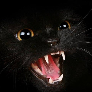 Parrainer un chat sauvage Logo