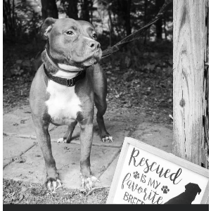 Lifesavers Animal Rescue Logo