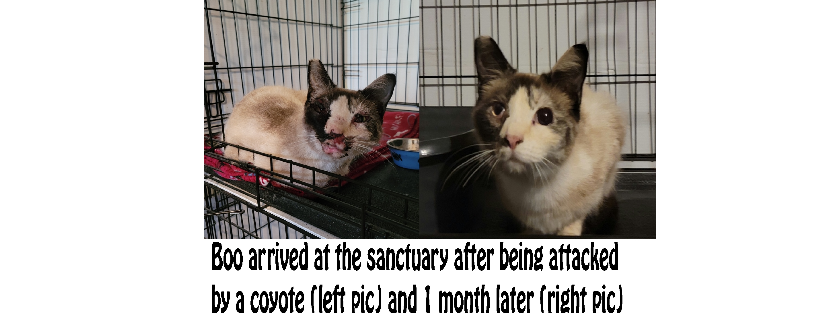 Healing Paws Cat Sanctuary