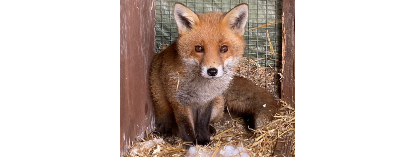 Fox Angels Foundation