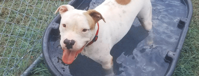 Bark at the Moon Animal Rescue