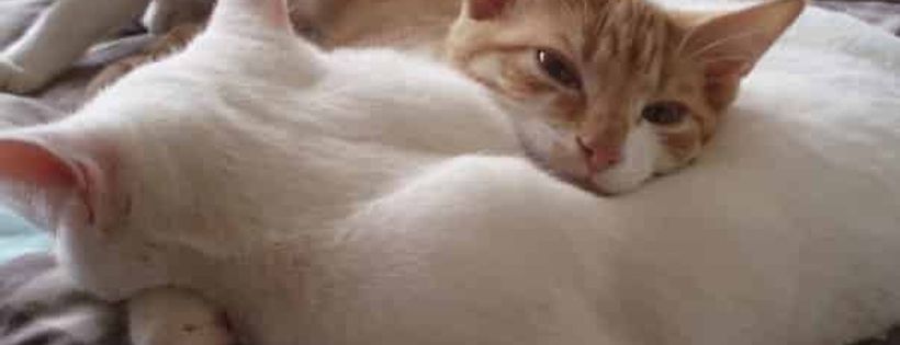 Whisker Woods Sanctuary Inc