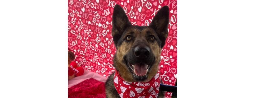 Paws 4 A Cause Arizona