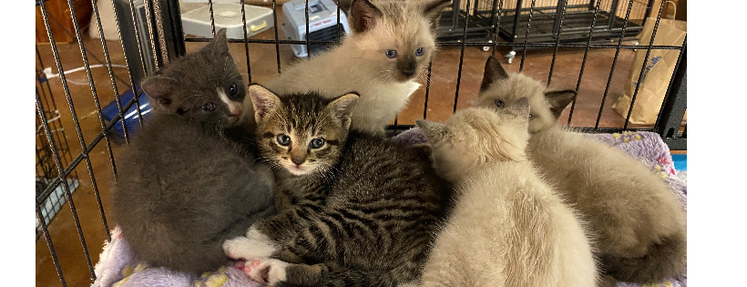 KittyMamas Sanctuary Rescue