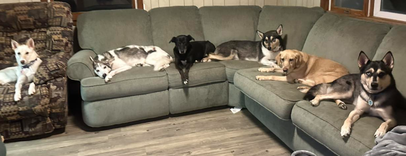 Over The Hill Senior Dog Sanctuary