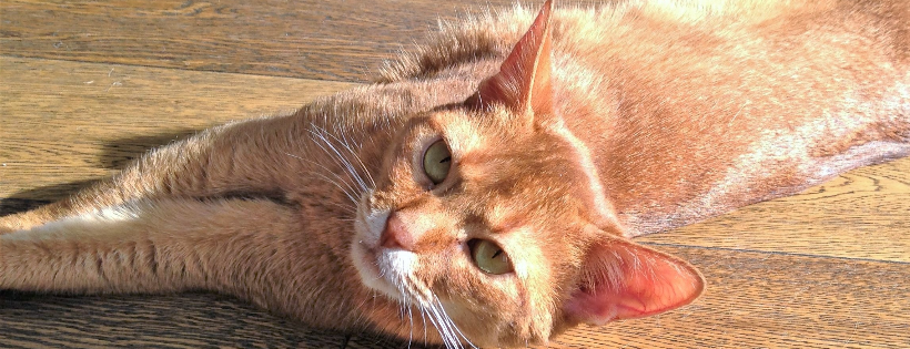 Victoria Pet Adoption Society