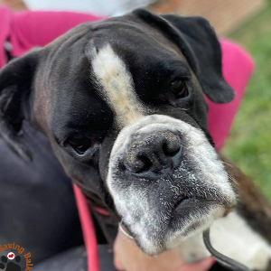 Saving Balkan Boxer Dogs Rescue Logo