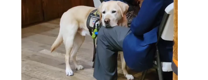 4 Paws 2 Freedom