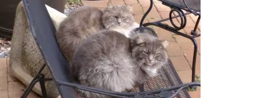 Ivy Woods Feline Sanctuary