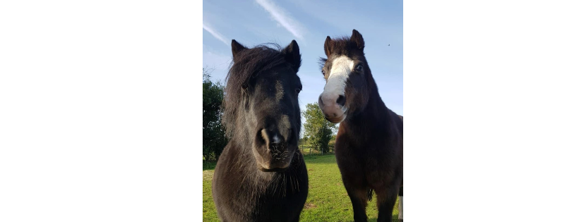 The Healing Horse Sanctuary
