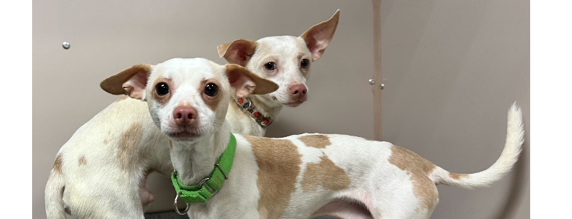 Humane Society of Austin & Travis County