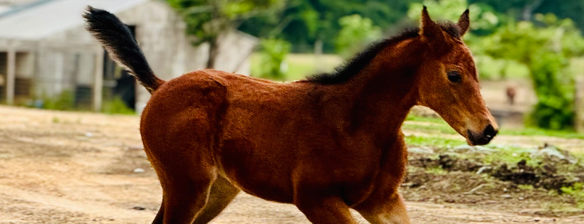 Rocking R Ranch and Rescue Inc