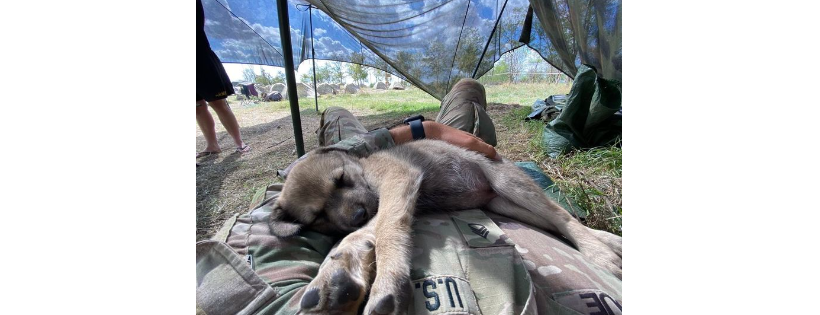 Puppy Rescue Mission