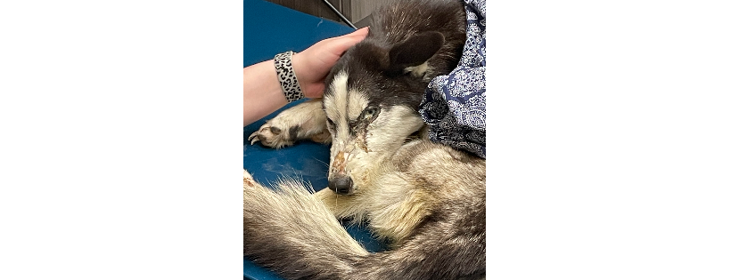 Hoardin’ Huskies