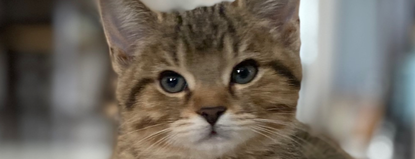 Lyndhurst Feral Cat Project