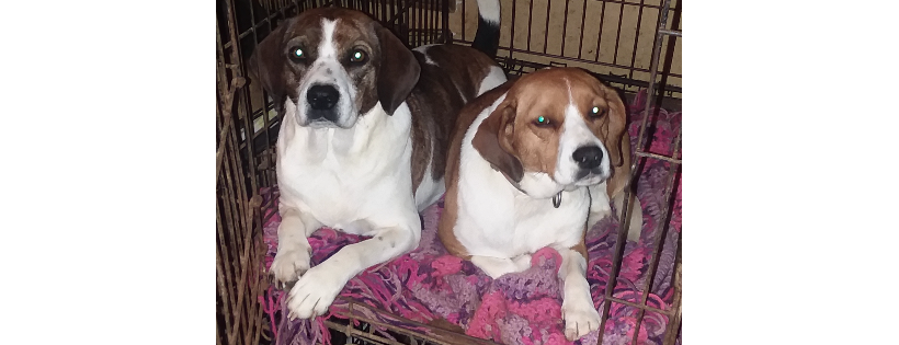 Sugarfoot Farm Rescue