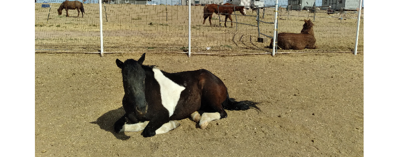 Break Away Ranch Foundation
