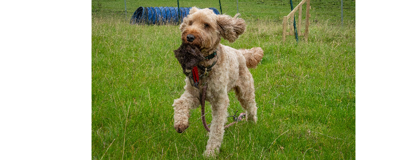Doodle Rescue