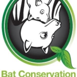 Bat Conservation and Rescue Qld Inc