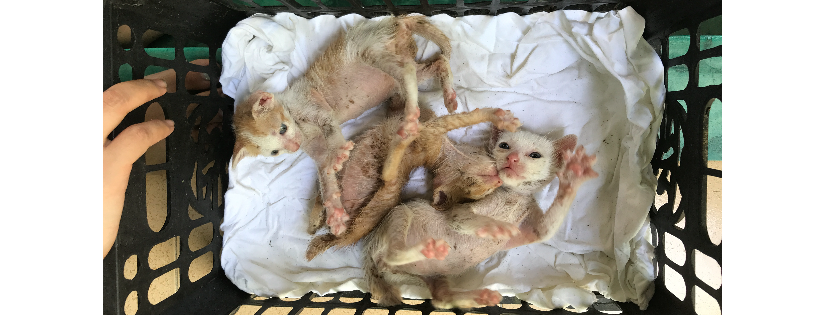Vietnam Animal Aid and Rescue-US