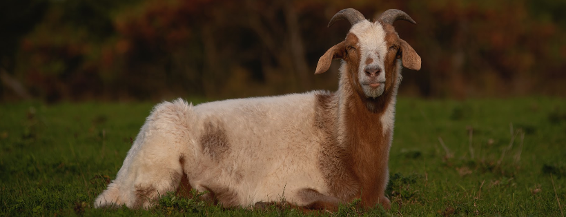 Black Goat Farm Sanctuary