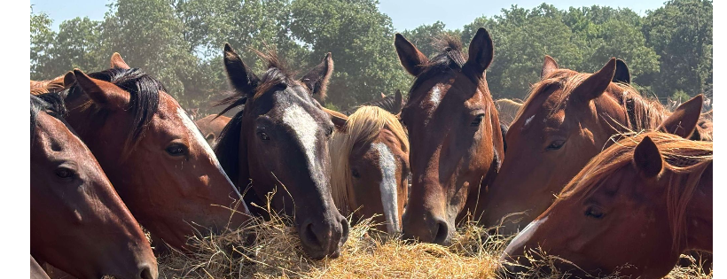 Salvation Wild Mustang Sanctuary Corp