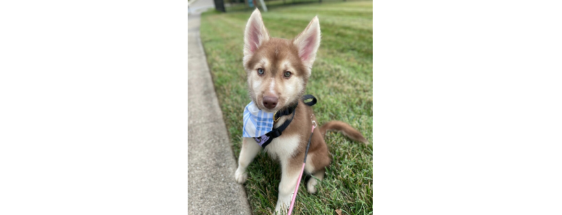 MUSH Siberian Husky Rescue