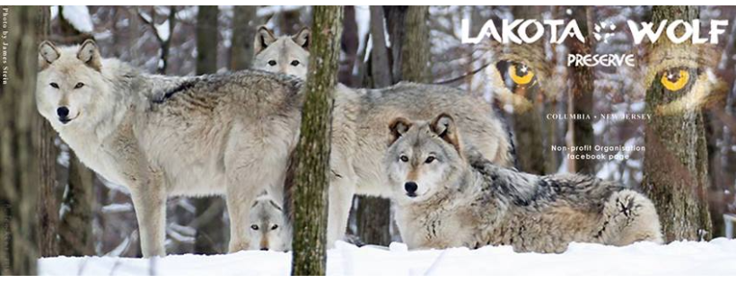 lakota wolf preserve