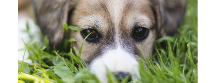 SPCA Ouest