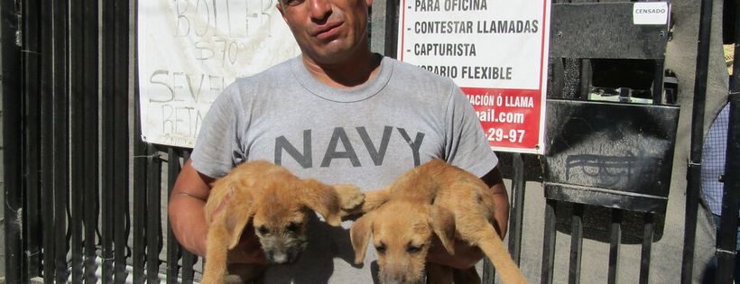 baja dog rescue