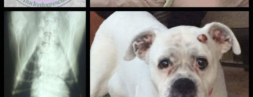 1 Lucky Dog Rescue, Inc.