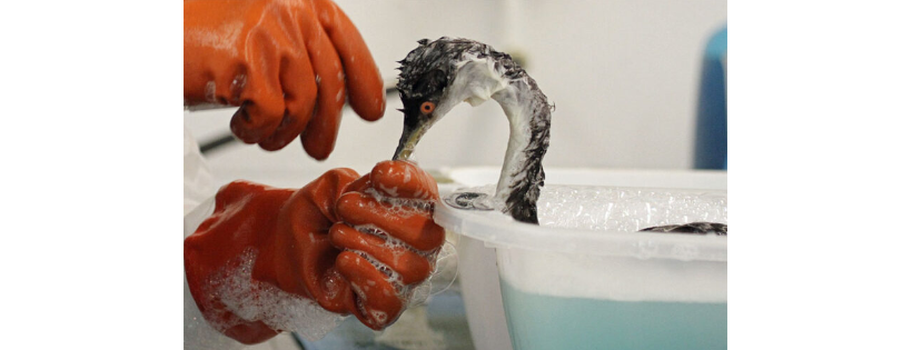 International Bird Rescue