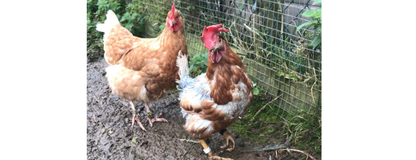 Littlehill Animal Rescue & Sanctuary