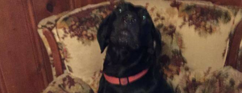 Southeast Animal Welfare Services