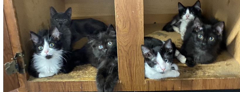 KittyMamas Sanctuary Rescue