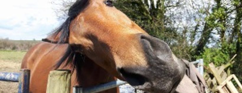 Racehorse Rehoming Centre, Chard