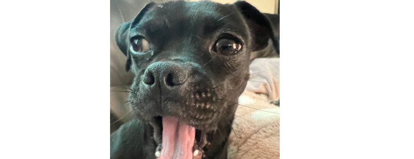 Luv of dogz fund