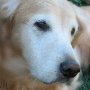 Lily's Legacy Senior Dog Sanctuary Logo