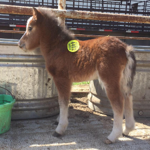 Southern Redhead Farms Rescue Logo