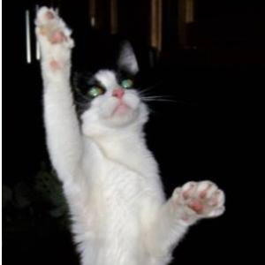 Snap-nosis and Friends - Reaching a Paw Out for Recovery Logo