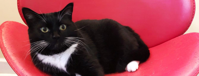 New Beginnings Animal Rescue